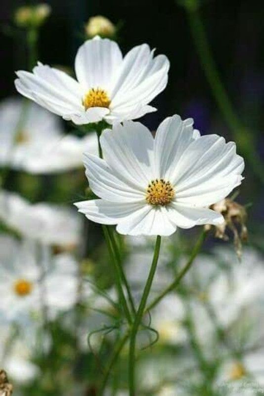 CYBEXIS Purity White Cosmos Flower Seeds Seed  (25 per packet)