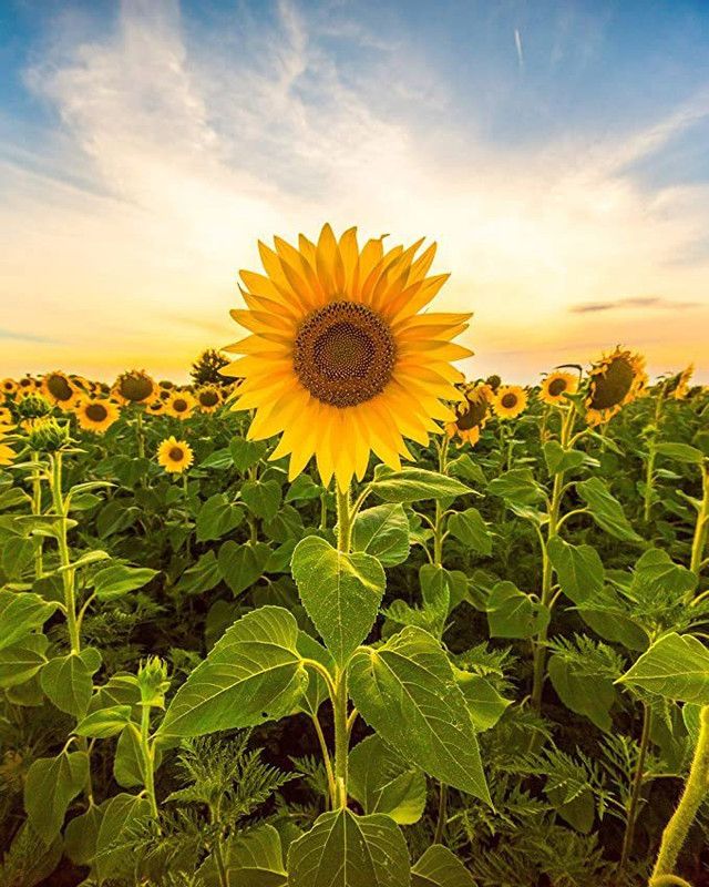 PLANTZON Sunflower Seed  (25 per packet)
