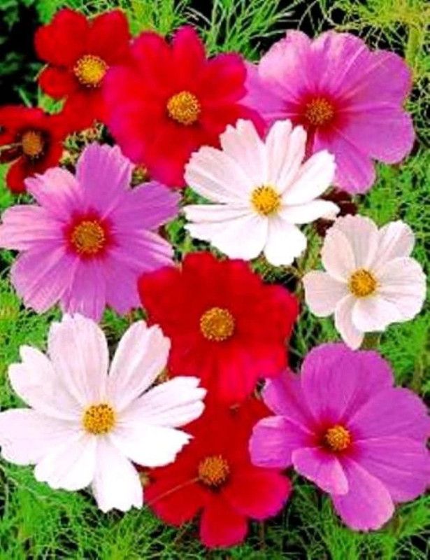 CYBEXIS Cosmos BIPINNATUS- Sensation Mixture Seed  (50 per packet)