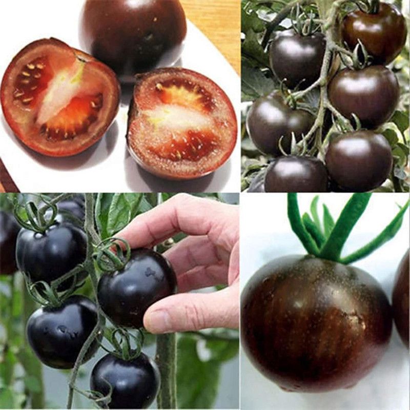 KANAYA Black Tomato Seed  (2000 per packet)