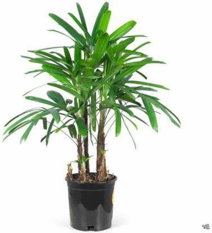 NRDhub Phoneix Palm Plant  (Hybrid, Pack of 1)