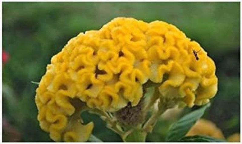 CYBEXIS Celosia Cristata Yellow Shrub Plants - Seeds Seed  (50 per packet)