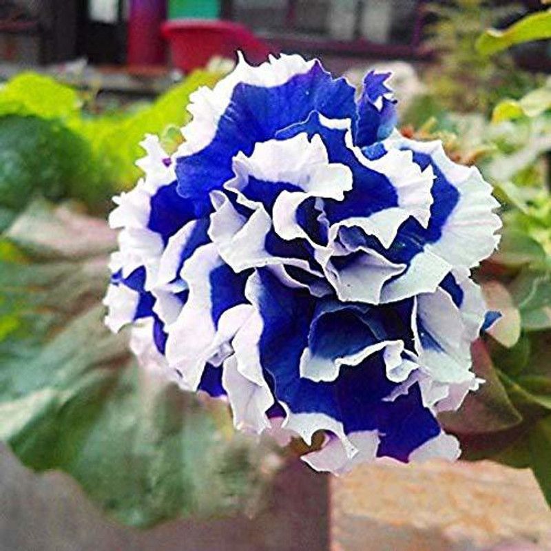 CYBEXIS Petunia Flower Plant for Garden Seed  (50 per packet)