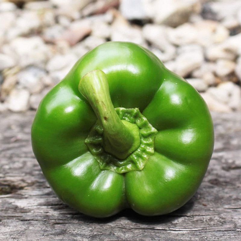CYBEXIS High Yield Sweet Bell Pepper Capsicum Seeds-300 Seeds Seed  (300 per packet)