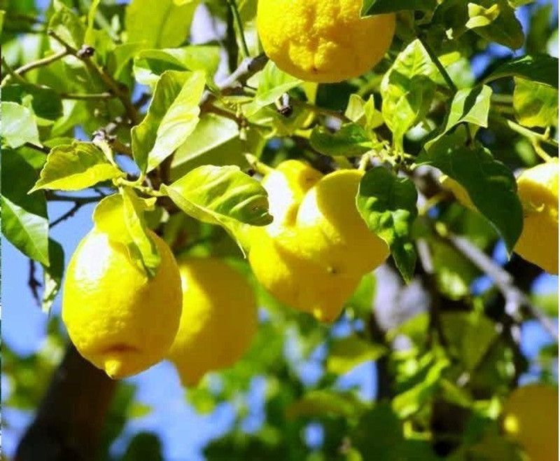 VibeX Organic Lemon Seed  (14 per packet)