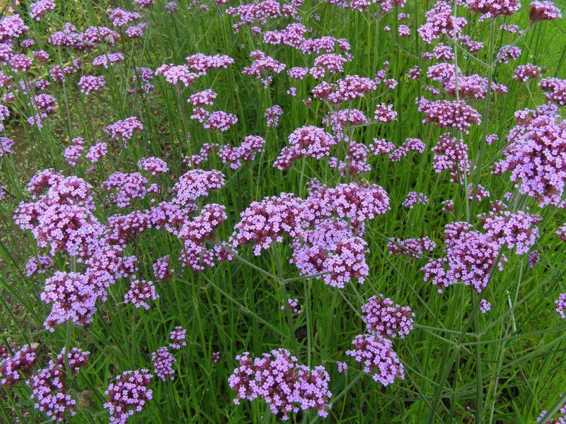 XOLDA Verbena Seed  (23 per packet)