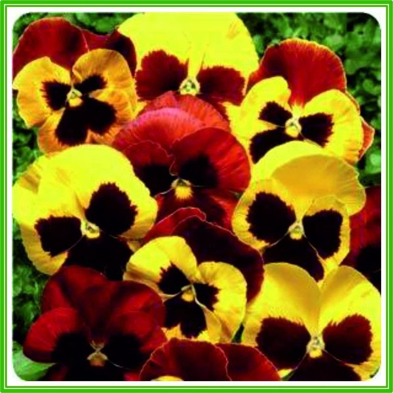 CYBEXIS Pansy F1 Matrix Series 'Autumn Blaze Mixed' Seed Seed  (1 g)