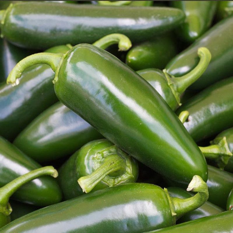 XOLDA Chilli F1 Vasuda (moti mirch) Seed  (42 per packet)