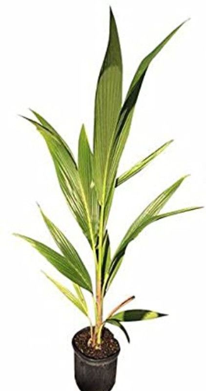 ZIXAM Coconut Plant  (Pack of 1)