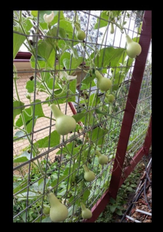 UGRA Round Bottle Gourd, Ghiya Seed  (120 per packet)