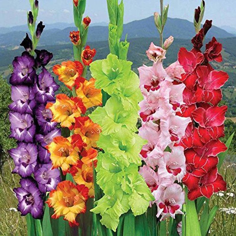 ANGIOOUTLETS Gladiolus Mix Flower Bulb Pack Of 1 Flowers Bulbs + 1 Bulb Free, Best Blomming Seed  (2 per packet)