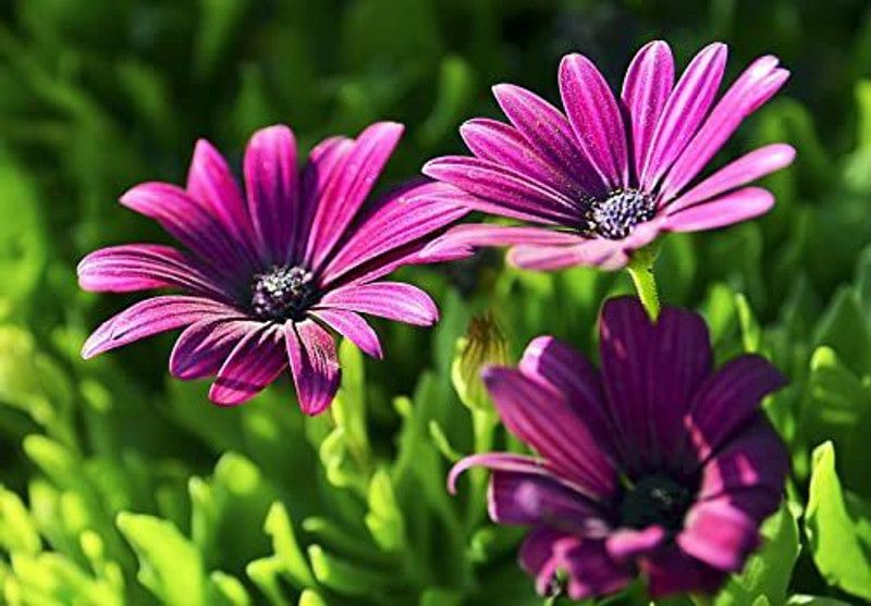KANAYA Osteopermum Flower Seed  (48 per packet)
