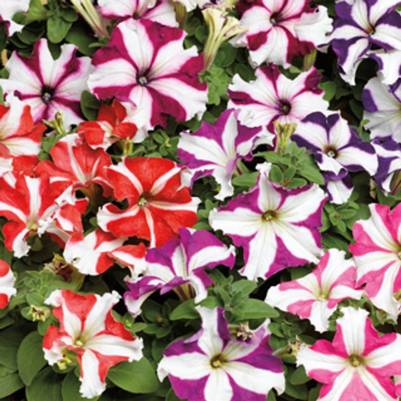 Nodoc Exotic petunia ultra star Seed  (45 per packet)