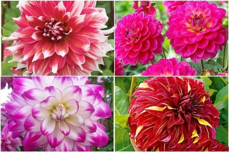 FERNSFLY® IMP. Dahlia | Dhalia | Dahalia Perennial Flower Bulbs Excellent Quality Attractive Aromatic Flower Home Outdoor Gardening Flowering Bulbs (Pack of 3 The Multi Mix Dahlia) Seed  (3 per packet)