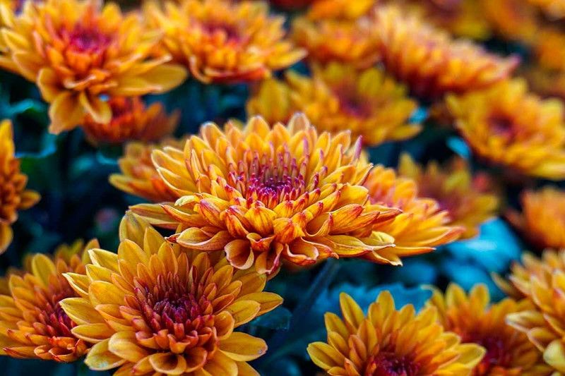 Mozette Exotic chrysanthemum Seed  (45 per packet)