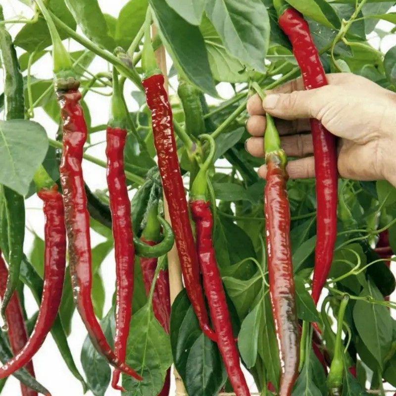 Recron Seeds Red Chilli Long Seed  (50 per packet)