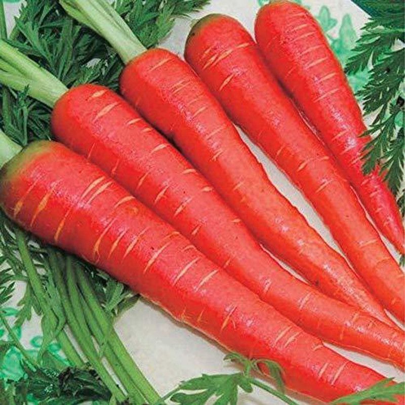 KANAYA Carrot Seed  (750 per packet)