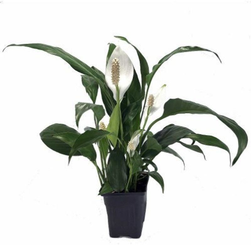 Natural Nursery Peace Lily Plant  (Hybrid, Pack of 1)