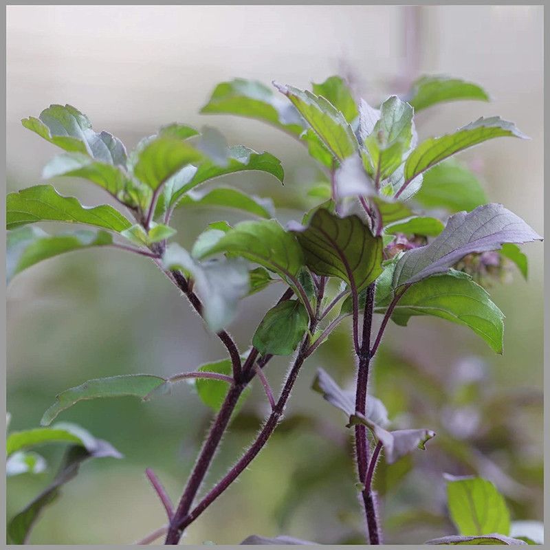 WILLVINE Natural Krishna Tulsi Beej/Tulsi Bij/Basil Seed/Ocimum Sanctum / तुलसी बीज Seed  (1000 per packet)