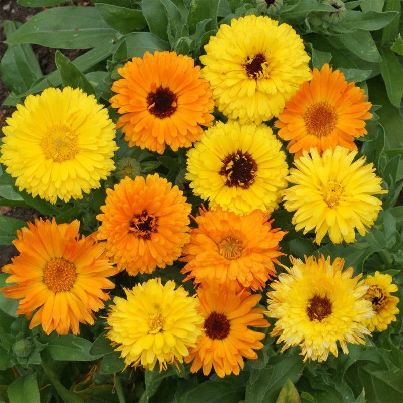 Paudha Calendula Mix Seed  (20 per packet)