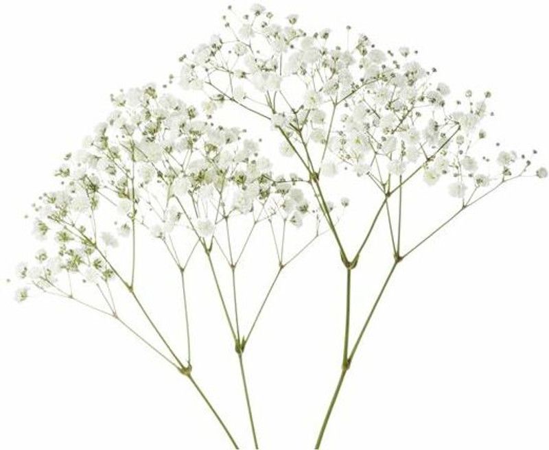 Nodoc Gypsophila flower Seed  (33 per packet)