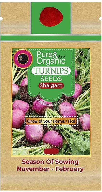 WILLVINE Turnip Seeds Purple Top Seed  (500 per packet)