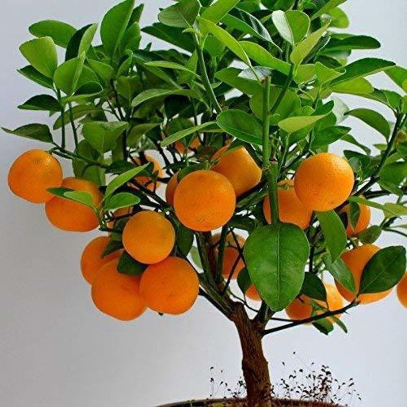 e GAR den Orange Plant  (Hybrid, Pack of 1)