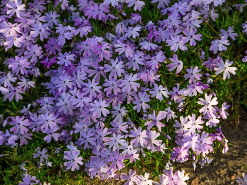 Mozette Hybrid Phlox Seed  (50 per packet)