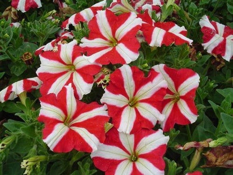 Mozette Exotic petunia ultra star Seed  (10 per packet)