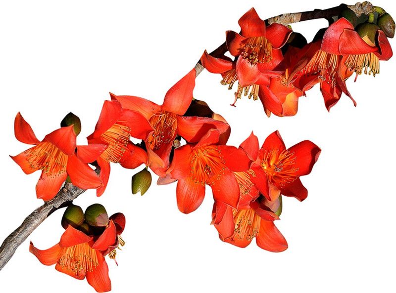 Nema Perennial Kapok Big Flower Seeds- Red -30Pcs Seed  (30 per packet)