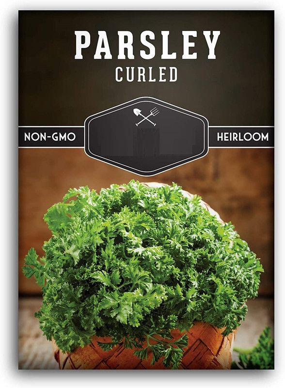 VibeX ® VMR-157 Curled Parsley Seed Seed  (500 per packet)