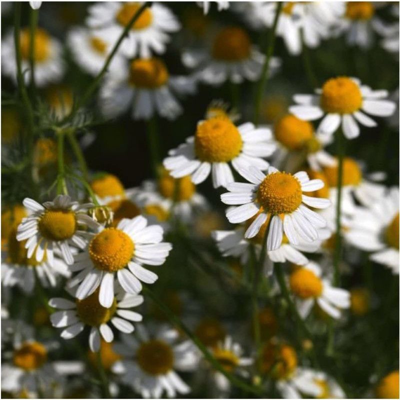 CYBEXIS NBIR-93 - German Chamomile Herb - (2250 Seeds) Seed  (2250 per packet)