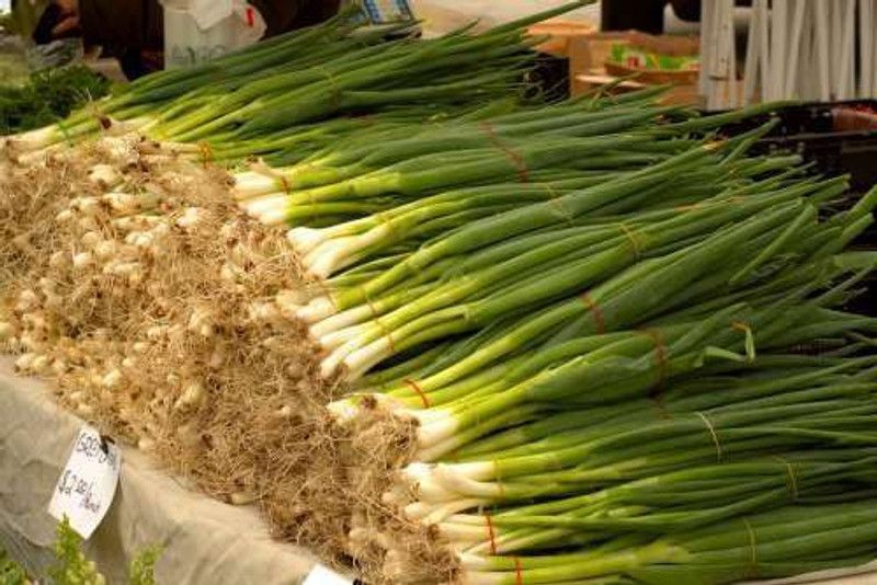 Nodoc Bunching onion Seed  (18 per packet)