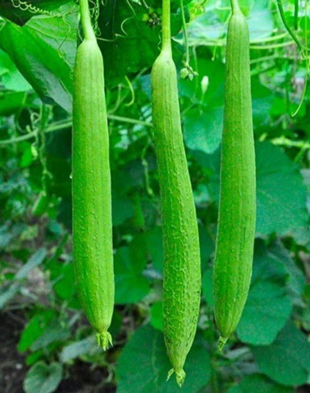 UGRA Torai Sponge Gourd Seed  (60 per packet)