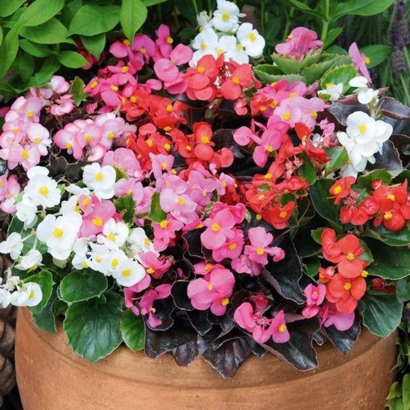 XOLDA Begonia Mix flower Seed  (36 per packet)