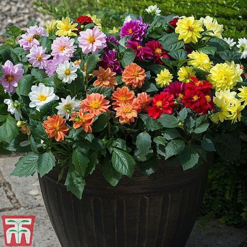 Paudha Dahlia Double Figaro Seed  (56 per packet)