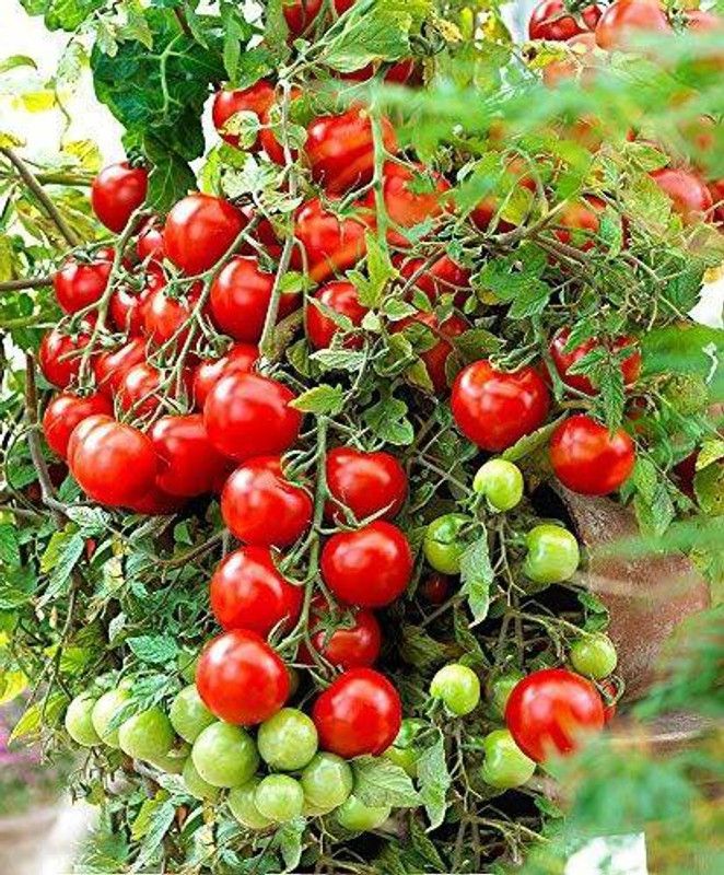 Getflix Tomato Seed Seed  (1 per packet)