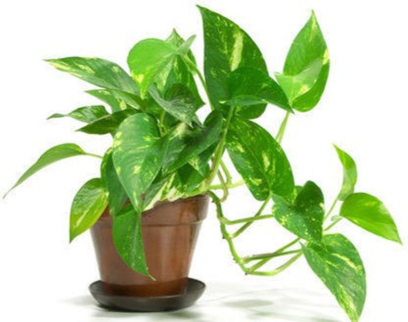 VVD Money Plant  (Pack of 1)