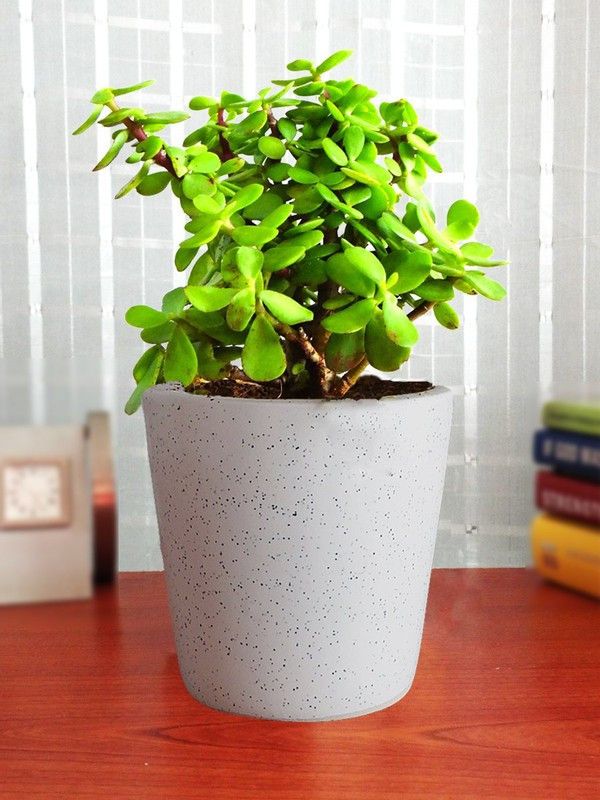 Vijay Sales Crassula Plant  (Hybrid, Pack of 1)