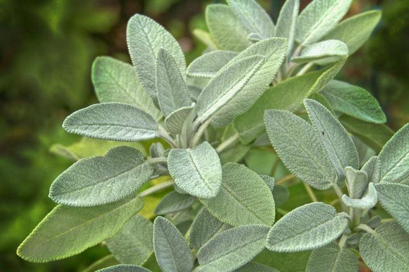 Nodoc Sage Leaves Seed  (33 per packet)