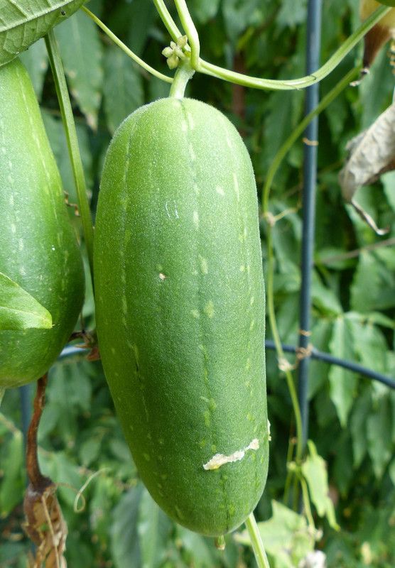 UGRA Sponge gourd (courge torchon) Seed  (500 per packet)