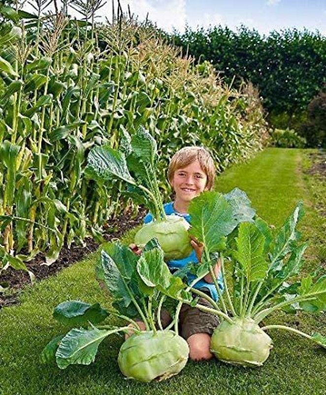 CYBEXIS Hardy Giant Kohlrabi Seeds-250 Seeds Seed  (250 per packet)