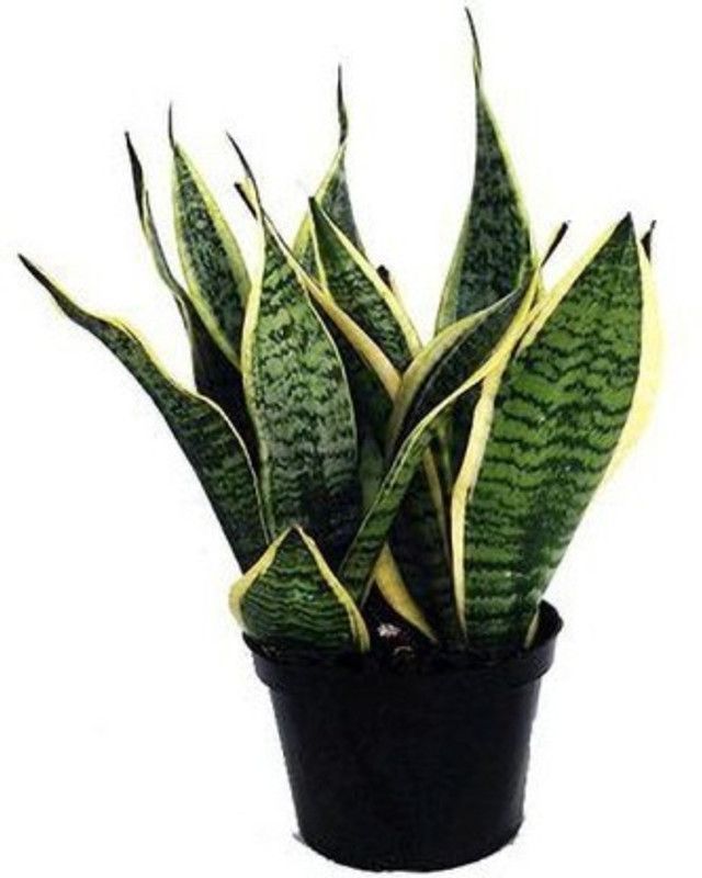 CosaCentrum Snake Plant  (Pack of 1)