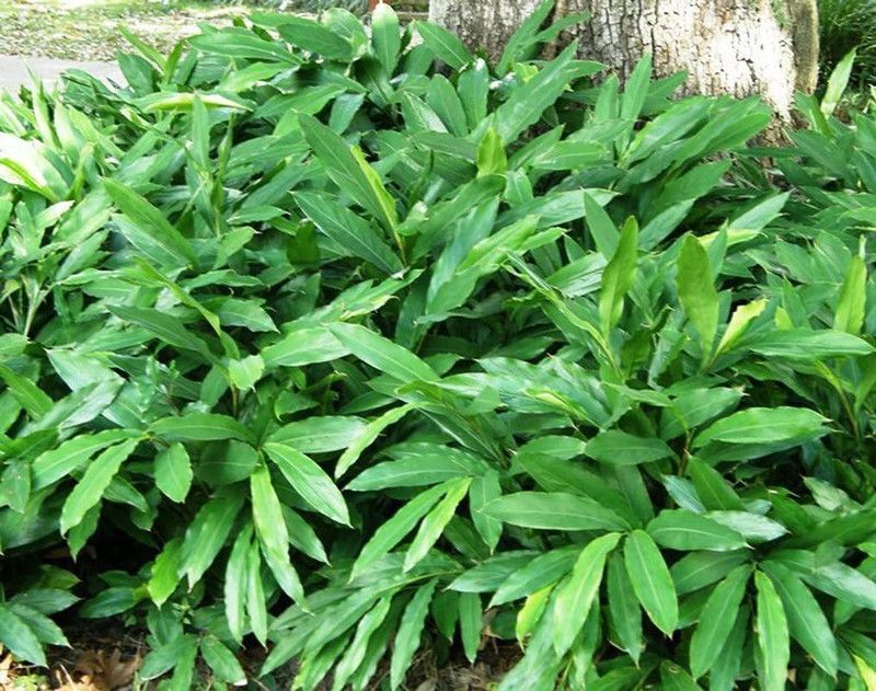 VibeX ® XLR-53 Choti Elaichi Green Cardamom Seeds Seed  (50 per packet)