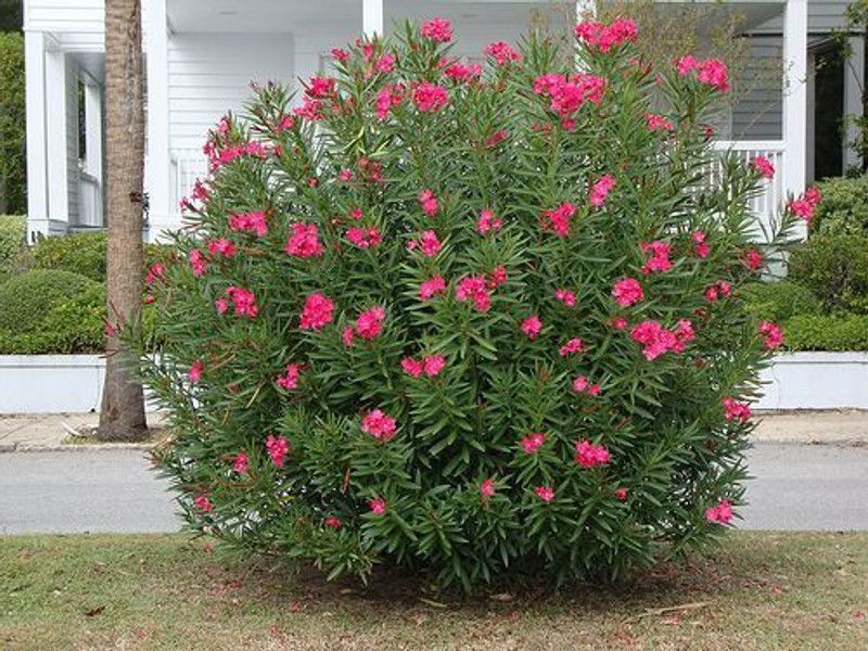 JR GLOBLE Kaner Plant  (Hybrid, Pack of 1)