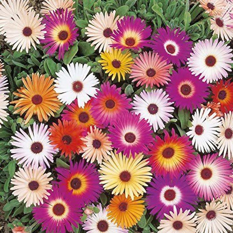 KANAYA Ice Mix Colors Seeds F1 Hybrid Seeds For Home Gardening Seed  (60 per packet)