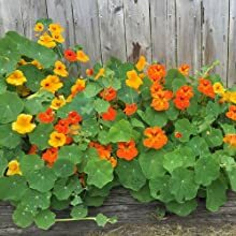 XOLDA Exotic tithonia Seed  (31 per packet)