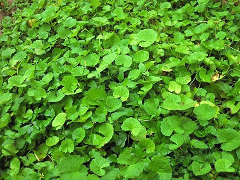 Dream mall Bacopa Monnieri  (Hybrid, Pack of 1)