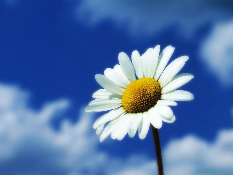Fresh Daisy White Seed  (290 per packet)