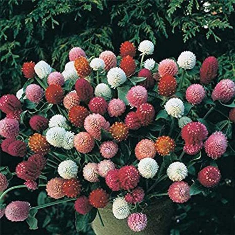 XOLDA Hybrid Gompherna Seed  (64 per packet)